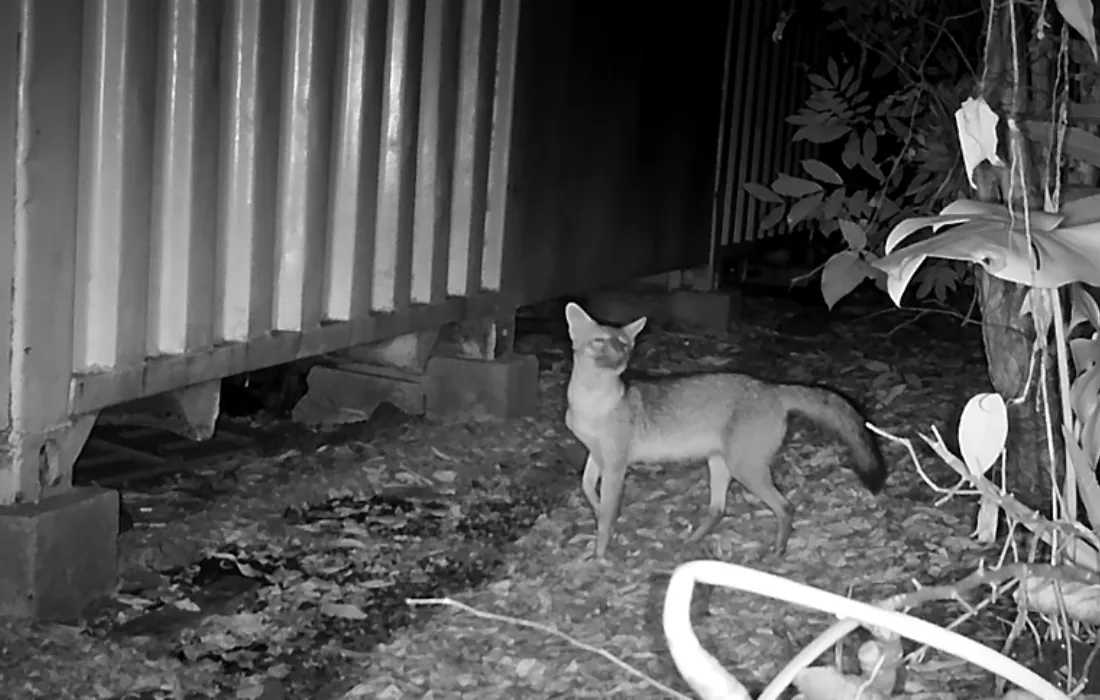 zorritos cañeros zorritos cañeros