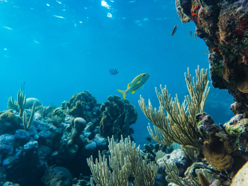 Ecología de Arrecifes Coralinos